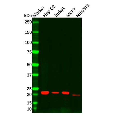 aladdin 阿拉丁 Ab119268 Recombinant Oncostatin M/OSM Antibody Recombinant (R05-5K8); Rabbit anti Human Oncostatin M/OSM Antibody; WB; Unconjugated