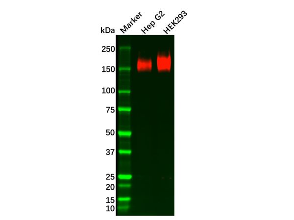 aladdin 阿拉丁 Ab119577 Recombinant P Glycoprotein Antibody Recombinant (R02-6B2); Rabbit anti Human P Glycoprotein Antibody; WB; Unconjugated