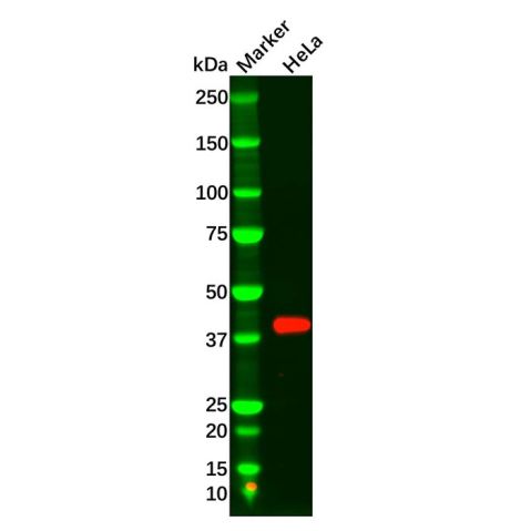 aladdin 阿拉丁 Ab119724 MAPK11 Antibody pAb; Rabbit anti Human MAPK11 Antibody; WB, IHC; Unconjugated