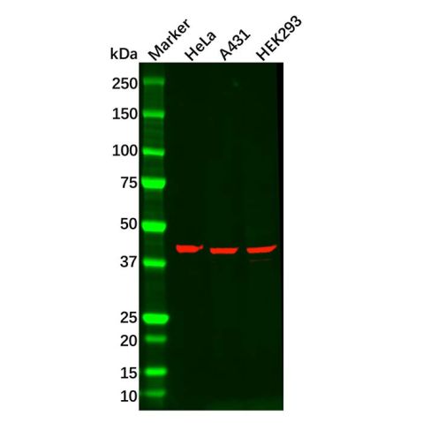 aladdin 阿拉丁 Ab119725 MAPK13 Antibody pAb; Rabbit anti Human MAPK13 Antibody; WB; Unconjugated