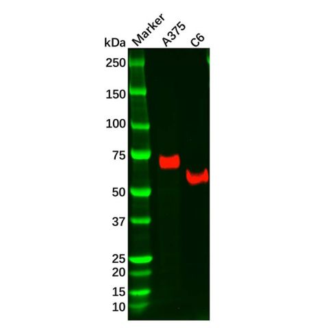 aladdin 阿拉丁 Ab119935 Recombinant NGFR Antibody Recombinant (R05-7D3); Rabbit anti Human NGFR Antibody; WB, IHC; Unconjugated