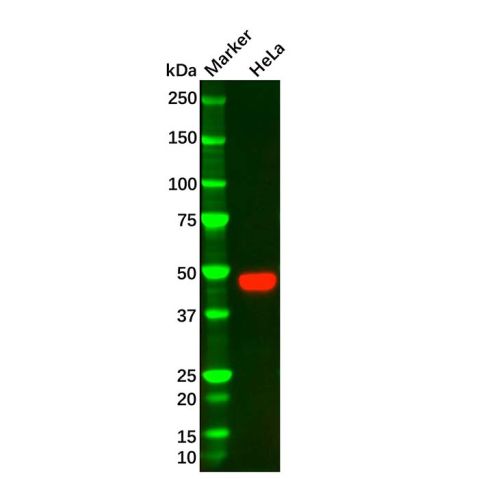 aladdin 阿拉丁 Ab120074 PAI1 Mouse mAb mAb(J11); Mouse anti Human PAI1 Antibody; WB, IHC, IF, ICC; Unconjugated