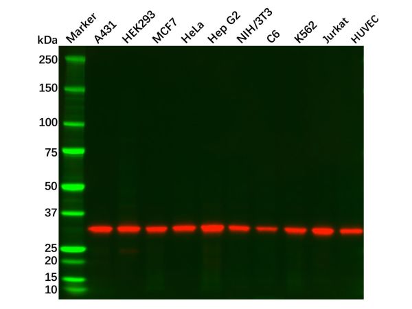 aladdin 阿拉丁 Ab120681 Recombinant PCNA Antibody Recombinant (RR704); Rabbit anti Human PCNA Antibody; WB, Flow, IP; Unconjugated