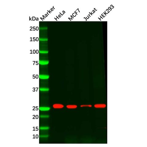 aladdin 阿拉丁 Ab121342 Recombinant Peroxiredoxin 6 Antibody Recombinant (R03-7F5); Rabbit anti Human Peroxiredoxin 6 Antibody; WB; Unconjugated