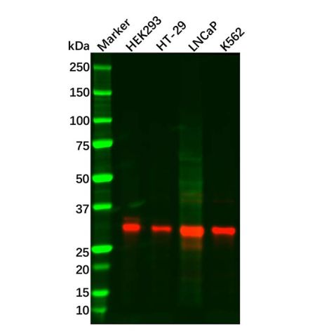 aladdin 阿拉丁 Ab121935 Recombinant Pirh2 Antibody Recombinant (R09-6D1); Rabbit anti Human Pirh2 Antibody; WB; Unconjugated