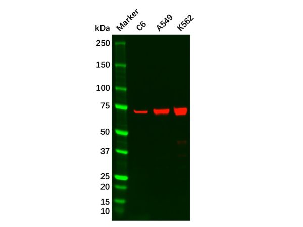 aladdin 阿拉丁 Ab124431 Recombinant Raf1 Antibody Recombinant (R05-9B1); Rabbit anti Human Raf1 Antibody; WB, ICC, IF; Unconjugated