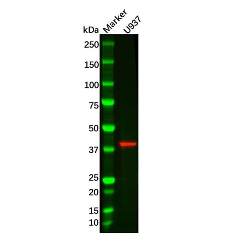 aladdin 阿拉丁 Ab124684 RASSF1 Antibody pAb; Rabbit anti Human RASSF1 Antibody; WB; Unconjugated