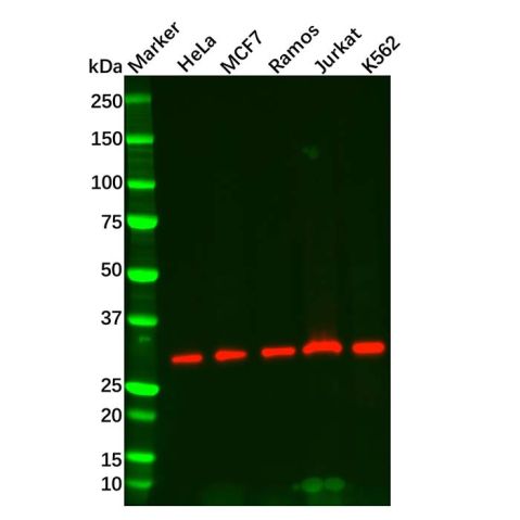 aladdin 阿拉丁 Ab125728 RPA32/RPA2 Mouse mAb mAb (1591CT183.68.6); Mouse anti Human RPA32/RPA2 Antibody; WB, IHC; Unconjugated