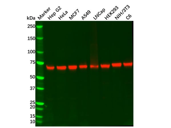 aladdin 阿拉丁 Ab126844 SDHA Mouse mAb mAb (C2); Mouse anti Human SDHA Antibody; WB, ICC, IF; Unconjugated