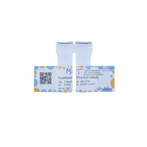 aladdin 阿拉丁 Ab127381 Recombinant SH2D1A/SAP Antibody Recombinant (R09-5F6); Rabbit anti Human SH2D1A/SAP Antibody; WB; Unconjugated