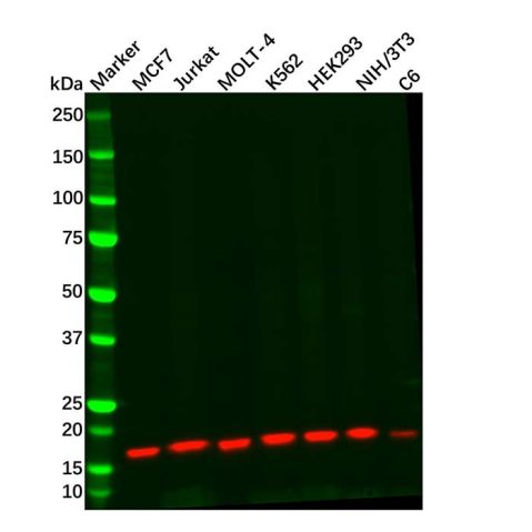 aladdin 阿拉丁 Ab127381 Recombinant SH2D1A/SAP Antibody Recombinant (R09-5F6); Rabbit anti Human SH2D1A/SAP Antibody; WB; Unconjugated