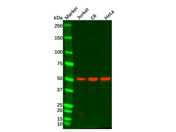 aladdin 阿拉丁 Ab128212 Recombinant SMAD3 Antibody Recombinant (R09-7H4); Rabbit anti Human SMAD3 Antibody; WB, IHC, ICC, IF; Unconjugated