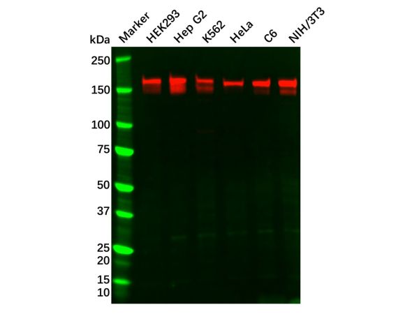 aladdin 阿拉丁 Ab128717 Recombinant SOS1 Antibody Recombinant (R05-8C9); Rabbit anti Human SOS1 Antibody; WB; Unconjugated