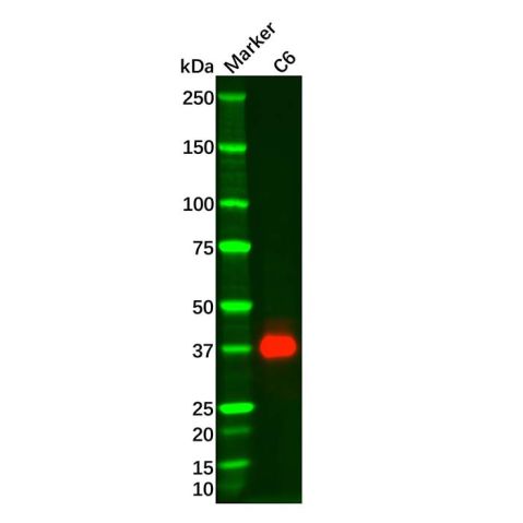 aladdin 阿拉丁 Ab128778 Recombinant SOX2 Antibody Recombinant (R74-1A-2); Rabbit anti Human SOX2 Antibody; WB, IHC, ICC, IF; Unconjugated