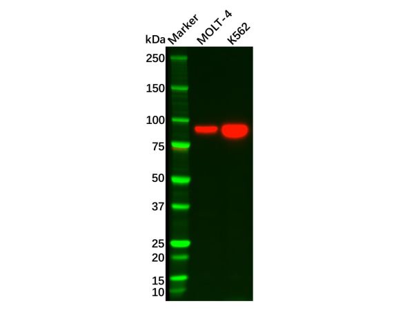 aladdin 阿拉丁 Ab129464 STAT5a Antibody pAb; Rabbit anti Human STAT5a Antibody; WB, IHC; Unconjugated