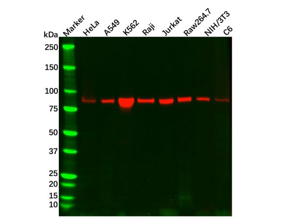 aladdin 阿拉丁 Ab129471 Recombinant STAT5b Antibody Recombinant (R08-2I8); Rabbit anti Human STAT5b Antibody; WB, IHC, ICC, IF; Unconjugated