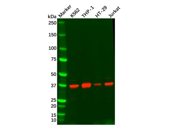 aladdin 阿拉丁 Ab129563 Recombinant STING Antibody Recombinant (R06-9A7); Rabbit anti Human STING Antibody; WB, IHC; Unconjugated