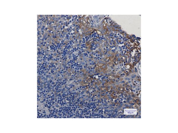 aladdin 阿拉丁 Ab129563 Recombinant STING Antibody Recombinant (R06-9A7); Rabbit anti Human STING Antibody; WB, IHC; Unconjugated