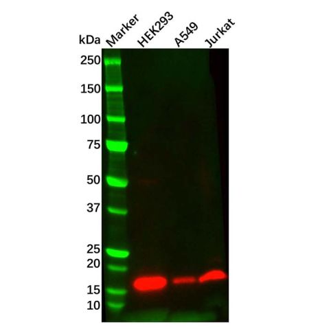 aladdin 阿拉丁 Ab129838 Survivin Mouse mAb mAb (C3); Mouse anti Human Survivin Antibody; WB, IHC; Unconjugated
