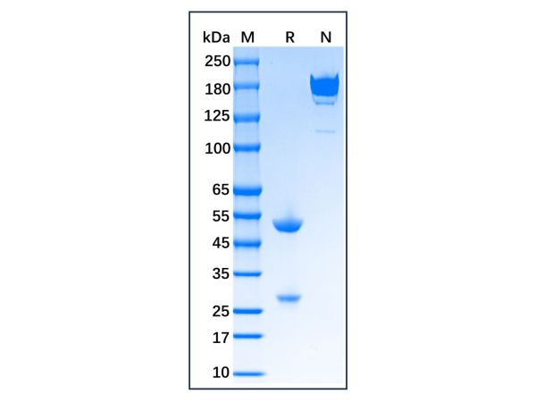 aladdin 阿拉丁 Ab129952 Recombinant Synaptophysin Antibody Recombinant (MyM1-Syn); Mouse anti Human Synaptophysin Antibody; IHC; Unconjugated