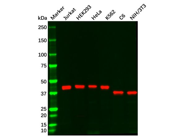 aladdin 阿拉丁 Ab130268 TBP Mouse mAb mAb (C3); Mouse anti Human TBP Antibody; WB; Unconjugated