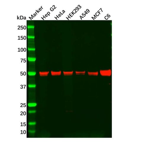aladdin 阿拉丁 Ab130656 Recombinant TEF1/TEAD-1 Antibody Recombinant (R05-1H3); Rabbit anti Human TEF1/TEAD-1 Antibody; WB; Unconjugated