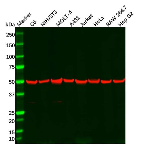 aladdin 阿拉丁 Ab130870 TGF beta Receptor I Antibody pAb; Rabbit anti Human TGF beta Receptor I Antibody; WB, ICC, IF; Unconjugated