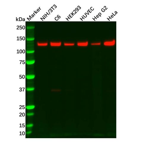 aladdin 阿拉丁 Ab134234 Recombinant Vinculin Antibody Recombinant (R09-1F3); Rabbit anti Human Vinculin Antibody; WB, IHC; Unconjugated