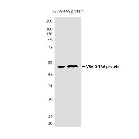 aladdin 阿拉丁 Ab134509 VSV-G tag Mouse mAb mAb (4A10-9A6-6H5); Mouse anti VSV-G tag Antibody; WB, ICC, IF, IP; Unconjugated