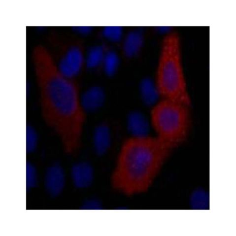 aladdin 阿拉丁 Ab134509 VSV-G tag Mouse mAb mAb (4A10-9A6-6H5); Mouse anti VSV-G tag Antibody; WB, ICC, IF, IP; Unconjugated