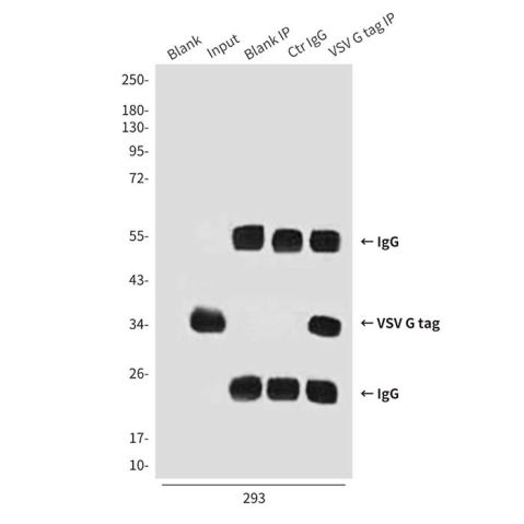 aladdin 阿拉丁 Ab134509 VSV-G tag Mouse mAb mAb (4A10-9A6-6H5); Mouse anti VSV-G tag Antibody; WB, ICC, IF, IP; Unconjugated