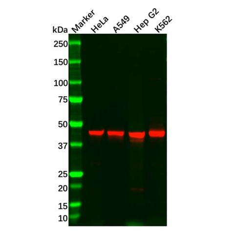 aladdin 阿拉丁 Ab134595 Recombinant WDR4 Antibody Recombinant (R09-7T8); Rabbit anti Human WDR4 Antibody; WB; Unconjugated