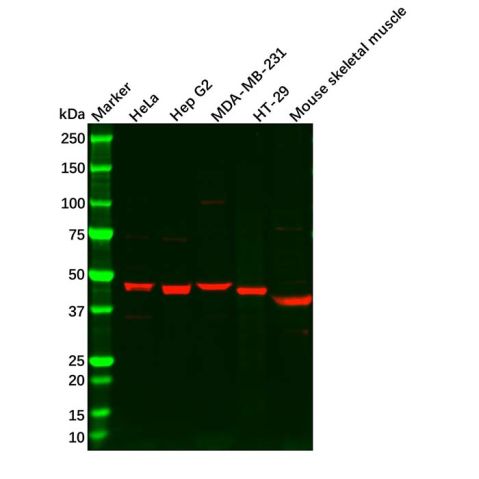 aladdin 阿拉丁 Ab134730 Wnt10b Antibody pAb; Rabbit anti Human Wnt10b Antibody; WB; Unconjugated
