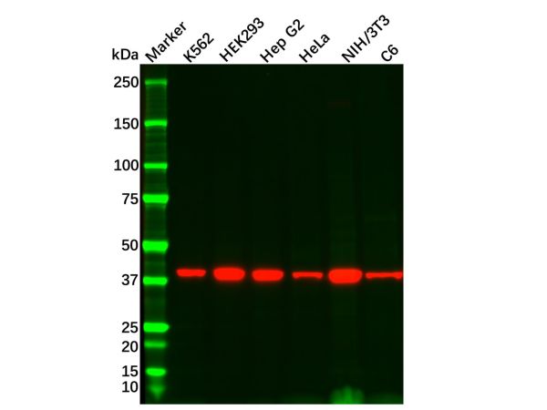 aladdin 阿拉丁 Ab134735 Recombinant Wnt16 Antibody Recombinant (R08-2G2); Rabbit anti Human Wnt16 Antibody; WB; Unconjugated