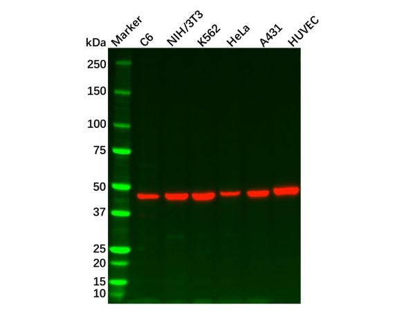 aladdin 阿拉丁 Ab134748 Recombinant Wnt2b Antibody Recombinant (R01-8F5); Rabbit anti Human Wnt2b Antibody; WB, ICC, IF; Unconjugated