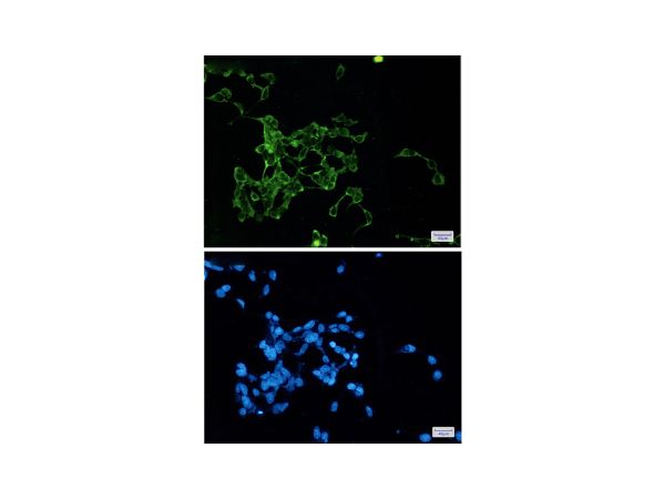 aladdin 阿拉丁 Ab134748 Recombinant Wnt2b Antibody Recombinant (R01-8F5); Rabbit anti Human Wnt2b Antibody; WB, ICC, IF; Unconjugated