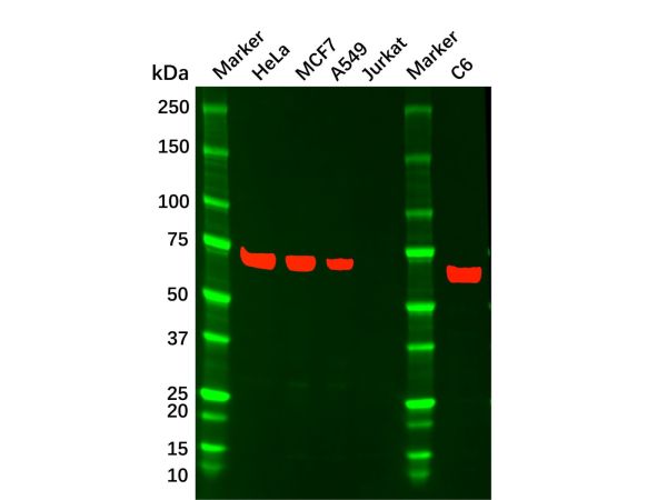 aladdin 阿拉丁 Ab134985 YAP1 Mouse mAb mAb(1A12); Mouse anti Human YAP1 Antibody; ELISA, WB, IHC, Flow; Unconjugated