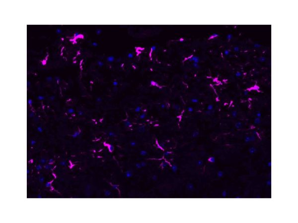 aladdin 阿拉丁 Ab136882 Donkey Anti-Rabbit IgG H&L (Alexa Fluor? 647) pAb; Donkey Anti-Rabbit IgG H&L (Alexa Fluor? 647); Flow, IF, ICC