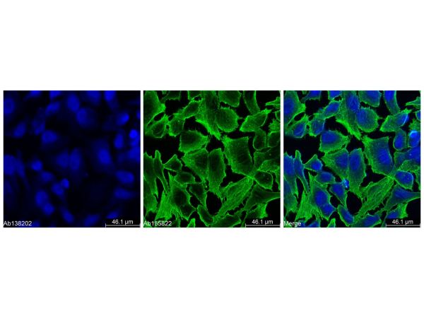 aladdin 阿拉丁 Ab138202 Goat Anti-Rabbit IgG H&L (Alexa Fluor? 405) pAb; Goat Anti-Rabbit IgG H&L (Alexa Fluor? 405); ICC, IF, IHC, Flow, ELISA