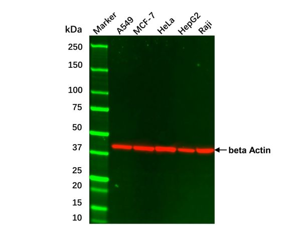 aladdin 阿拉丁 cl155894 HeLa Whole Cell Lysate 200μg, Mycoplasma free