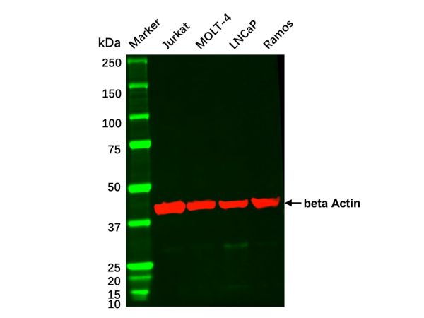 aladdin 阿拉丁 cl155897 Jurkat Whole Cell Lysate 200μg, Mycoplasma free
