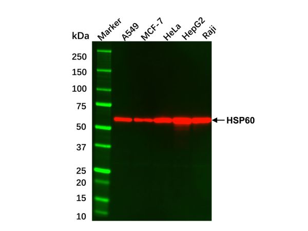 aladdin 阿拉丁 cl155899 MCF7 Whole Cell Lysate 200μg, Mycoplasma free