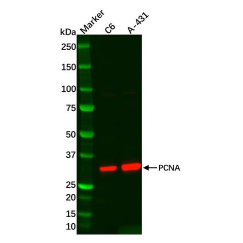 aladdin 阿拉丁 cl155903 C6 Whole Cell Lysate 200μg, Mycoplasma free