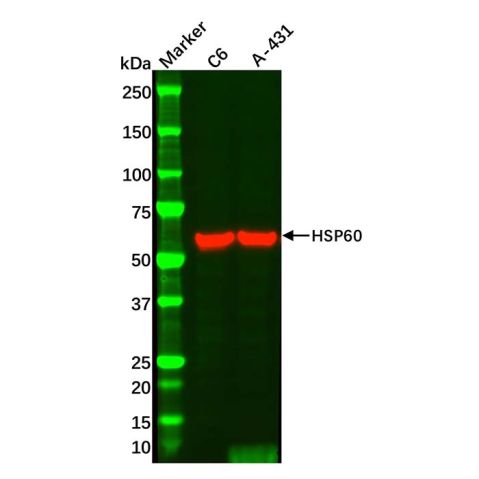 aladdin 阿拉丁 cl155903 C6 Whole Cell Lysate 200μg, Mycoplasma free