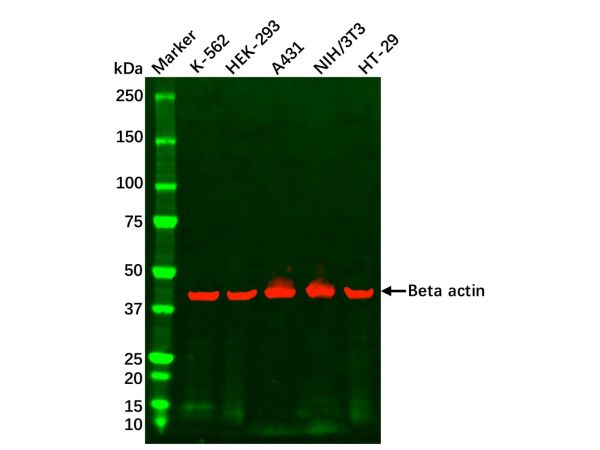aladdin 阿拉丁 cl155904 HT-29 Whole Cell Lysate Mycoplasma free