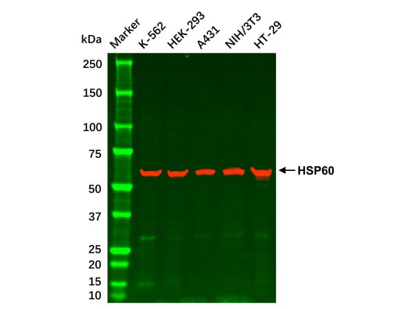 aladdin 阿拉丁 cl155904 HT-29 Whole Cell Lysate Mycoplasma free