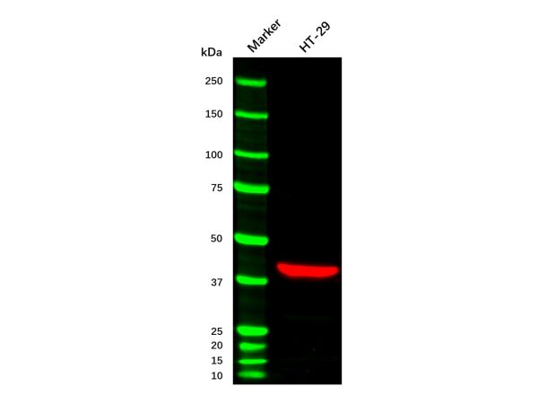 aladdin 阿拉丁 np156148 HRP 标记的链霉亲和素 Streptavidin was conjugated with enzyme under optimum conditions, and unconjugated Streptavidin and free enzyme were removed.