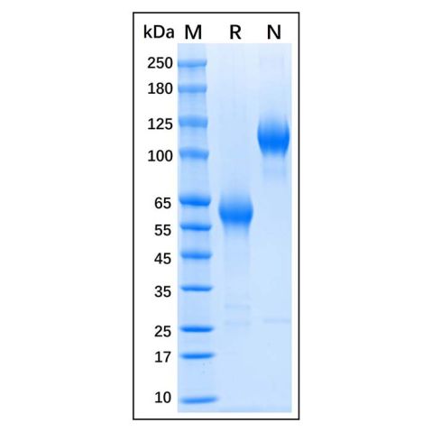 aladdin 阿拉丁 rp144028 Recombinant Human CD47 Protein Animal Free, >95% (SDS-PAGE), Active, HEK293, C-Fc tag, 19-139 aa
