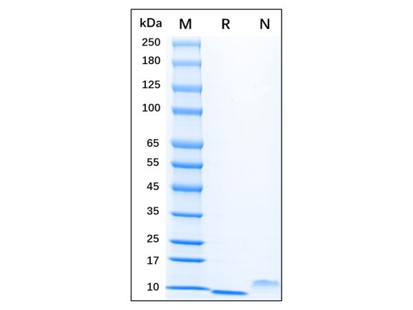 aladdin 阿拉丁 rp145392 Recombinant Human EGF Protein GMP, >95% SDS-PAGE, Active,Pichia pastoris, No tag, 971-1021aa