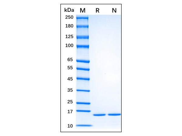 aladdin 阿拉丁 rp145939 Recombinant Human FGF basic/FGF2/bFGF(155aa) Protein GMP, >95% SDS-PAGE, Active, E.coli, No tag, 134-288 aa
